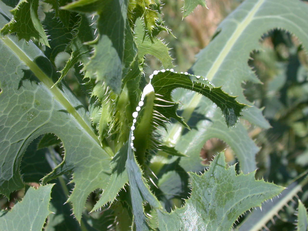 Lactuca sativa subsp. serriola / Lattuga selvatica